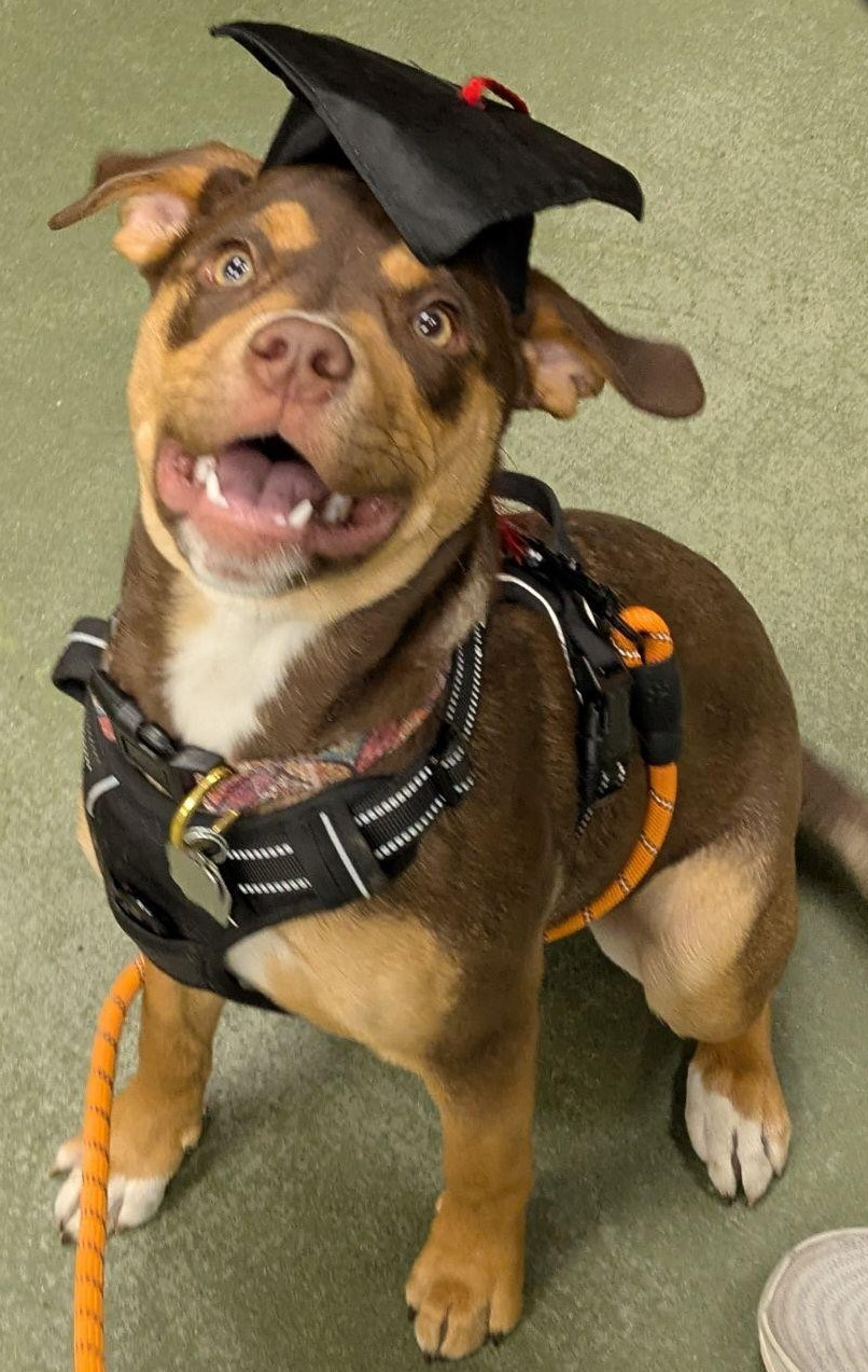A photo of Noami the dog.